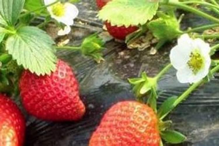 草莓肥料哪些最好