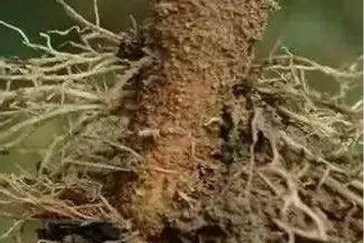 苹果树秋季该如何施肥