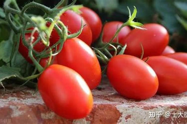 高产番茄对肥料有哪些需求,怎样施肥
