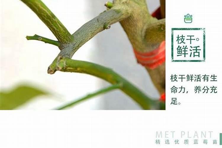 柠檬树打了赤霉酸和磷酸二氢钾现在不开花了怎么办？