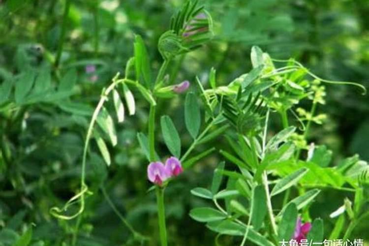 阳台豆苗的种植方法 在阳台怎么种豌豆