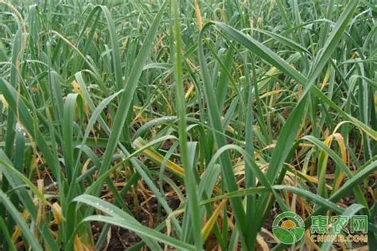 蒜苗出现黄叶是什么原因