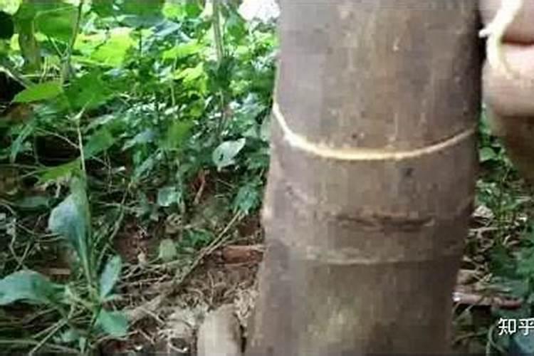 柚子雨后花期怎么管理