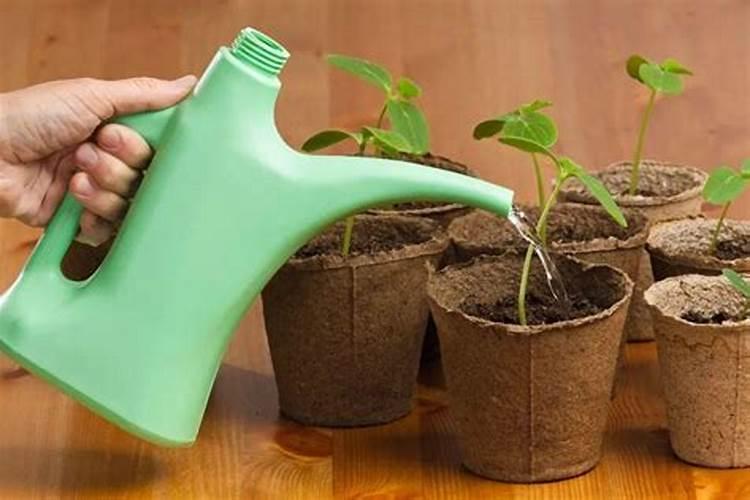 泡豆子水浇花好吗