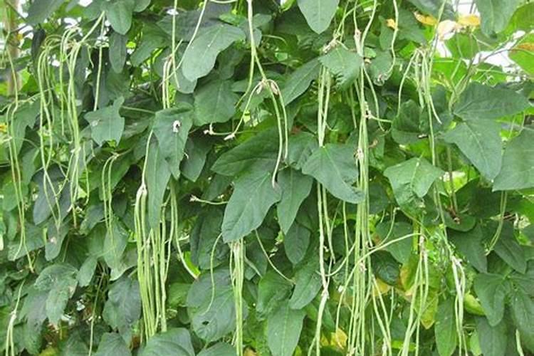 豆角能冲高钾肥料吗