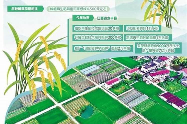 再生稻种植技术和方法