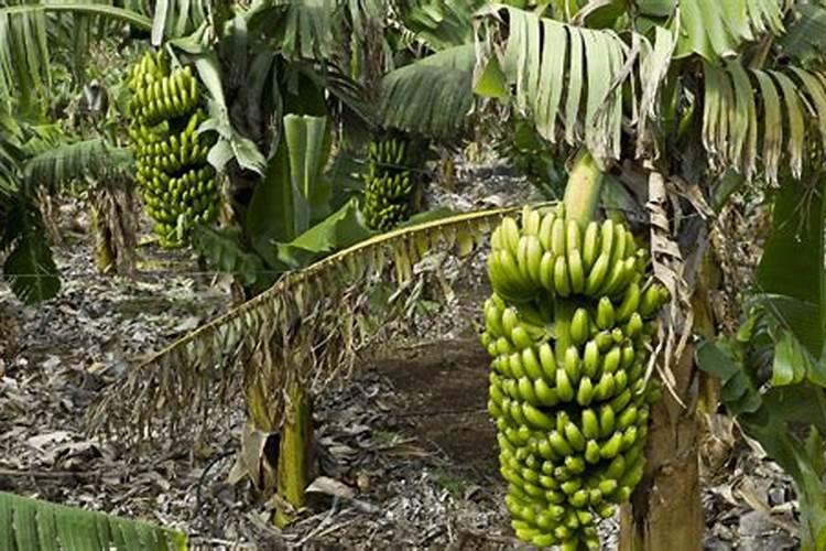 香蕉的施肥配方特点是什么