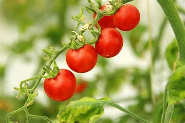 刚移栽的小番茄苗能浇鱼蛋白吗