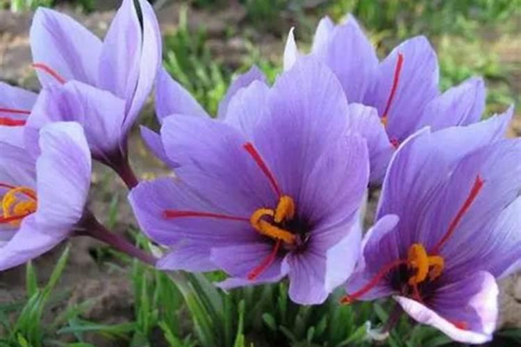 藏红花种植的注意事项是什么