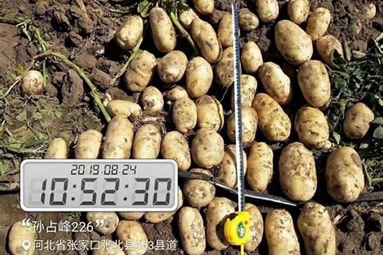 种土豆用什么肥料最好
