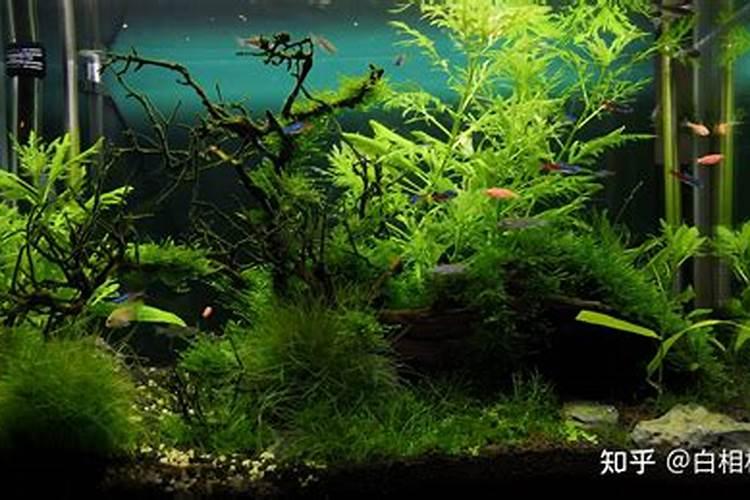 虾池进水后为什么要繁殖饵料生物？怎样繁殖？