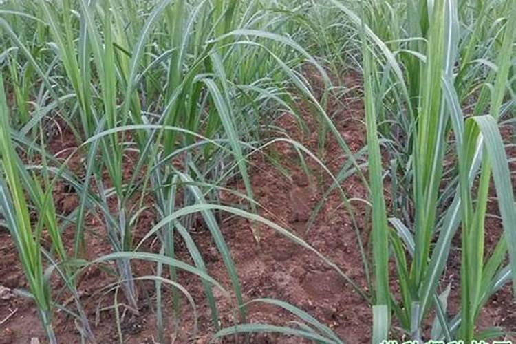 如何判断硝酸磷化肥的真假