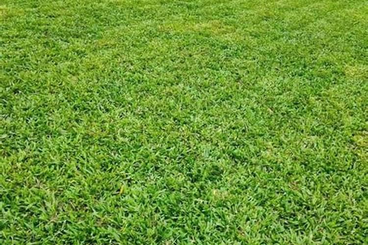 草坪专用肥哪种好？