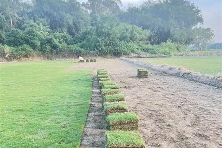 常用的草坪复合肥有哪些？