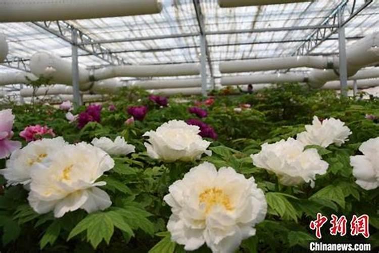 春天牡丹如何养护