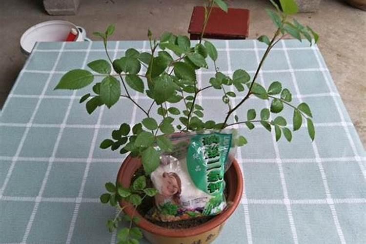 蔷薇花施肥方法