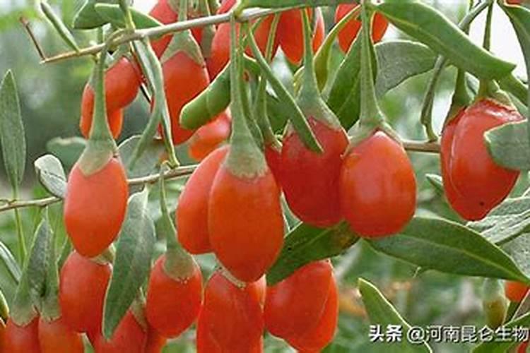 中药材枸杞根膨大什么好,中药材枸杞叶面喷什么？