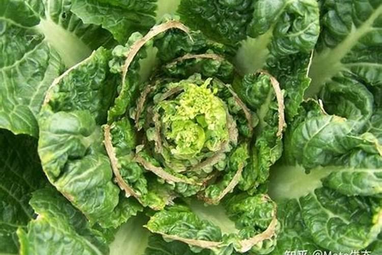 白菜喷什么叶面肥长得快