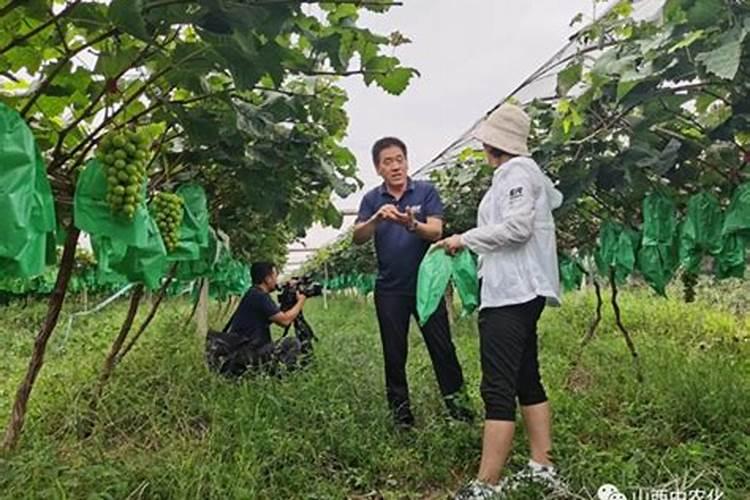 阳光玫瑰硬核期果粒发蔫怎么回事？