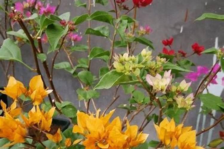 家里竹柏 出现了叶子慢慢枯萎,是什么病吗？还是没有浇水够的缘故？