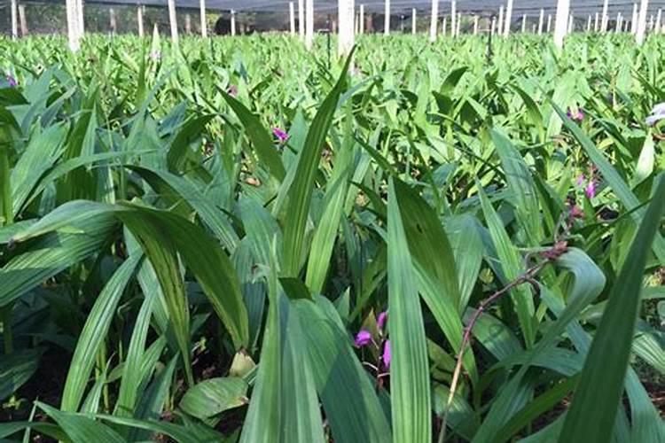 五氧化二磷的配平