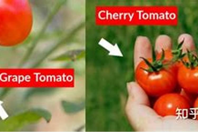 番茄膨果期用什么肥料好