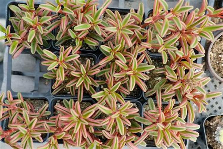 椒草的养殖方法 红背椒草多肉好养吗