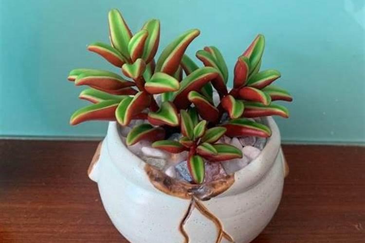 辣椒花果期管理技术要点？