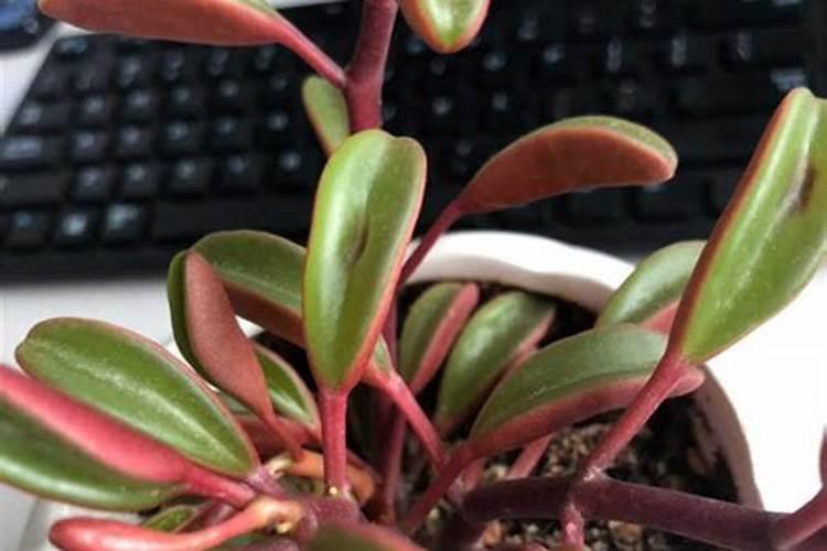 辣椒大棚栽培常见病害频繁发生,怎么预防