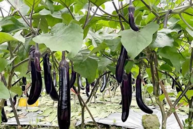 茄子生长施肥的注意事项,农户要注意了!