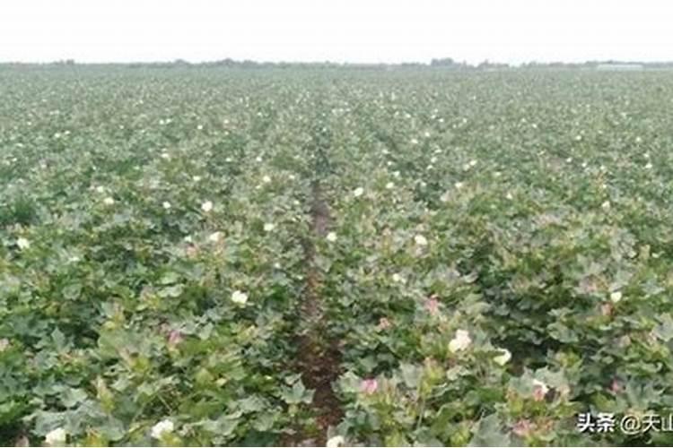 棉花施钾肥最佳时间 使用方法及注意事项