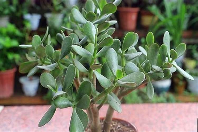 玉树用什么肥料长得最快