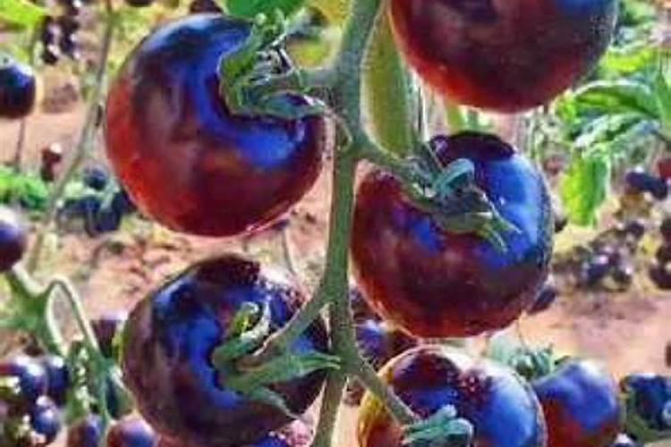 西红柿施肥时间及方法