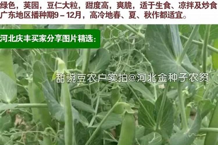 莲雾应该怎么施用水溶肥