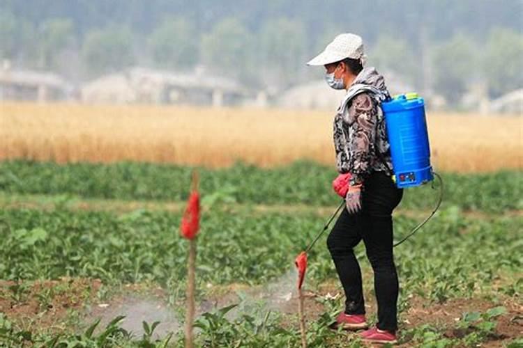 叶面肥多久被植物吸收