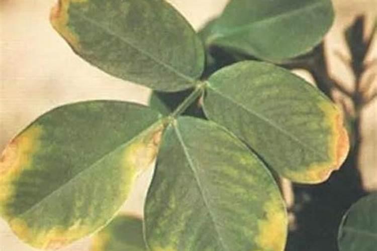 氮肥磷肥钾肥的作用记忆口诀