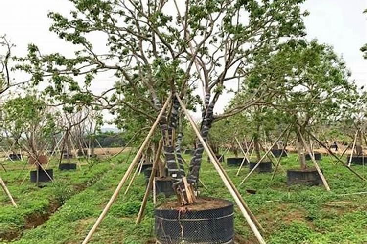 院里能种冬青树吗？