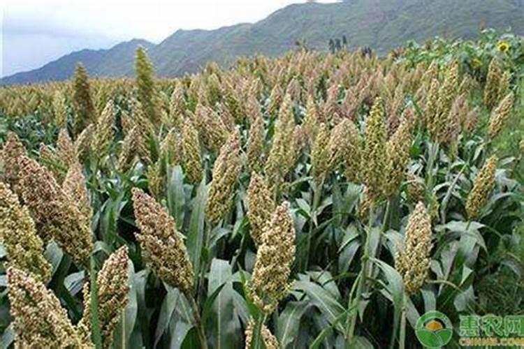 高粱移栽后几天施肥？