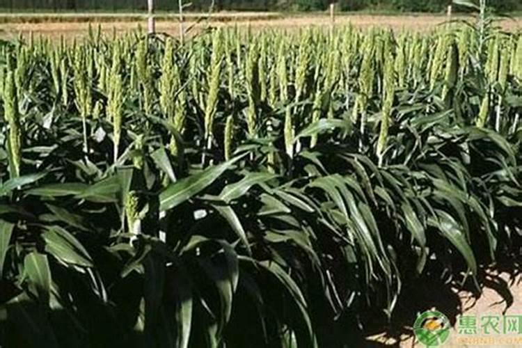 高粱移栽后几天施肥？