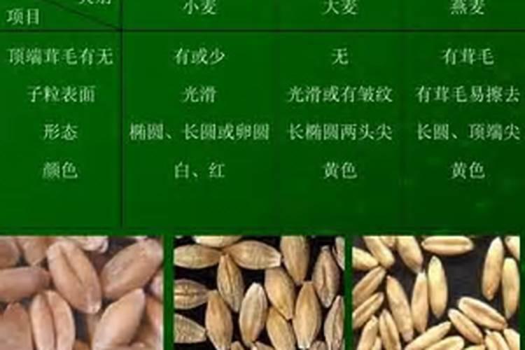 大麦与燕麦产量