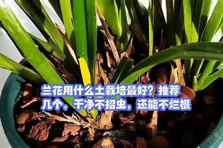 兰花用什么肥可以多开花,自制兰花肥料方法