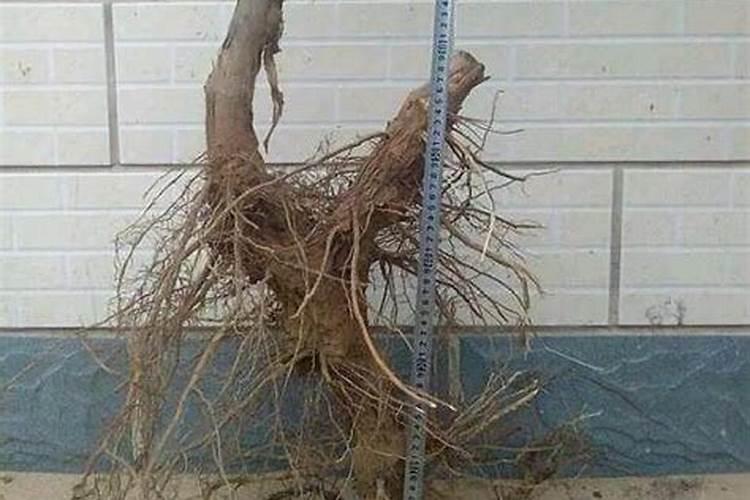 葡萄生根肥用什么好