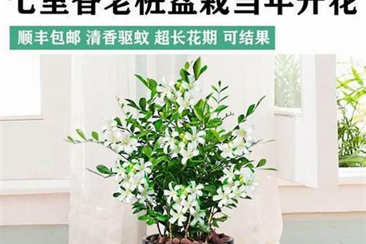 硝基复合肥与硫酸钾复合肥的区别