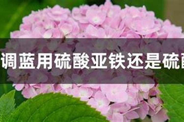 绣球花开花时能不能施硫酸亚铁？
