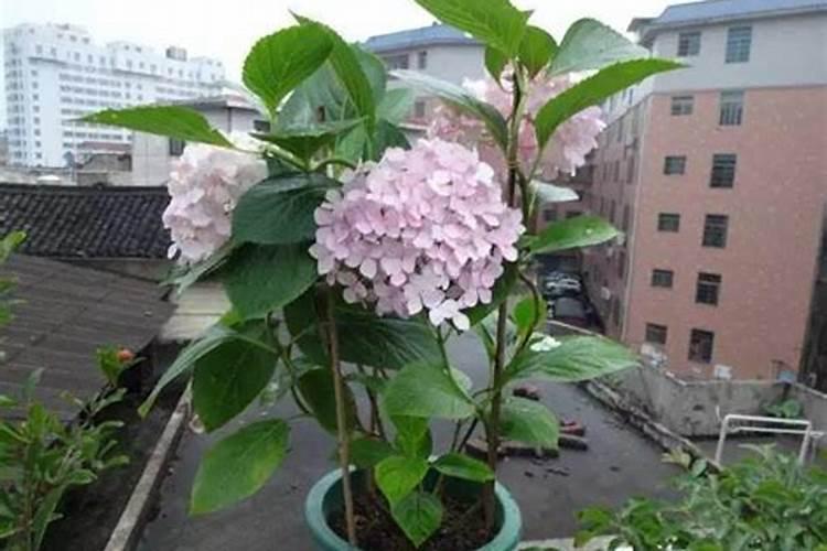 无敌贝拉安娜绣球一年开几次花