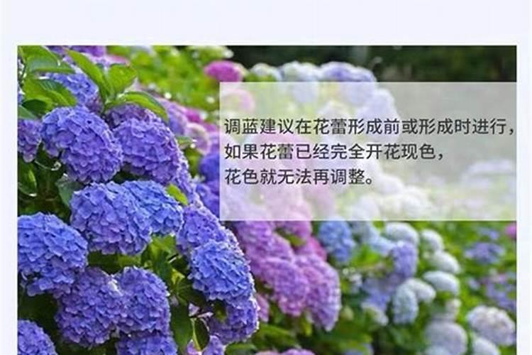 绣球花怎么施肥