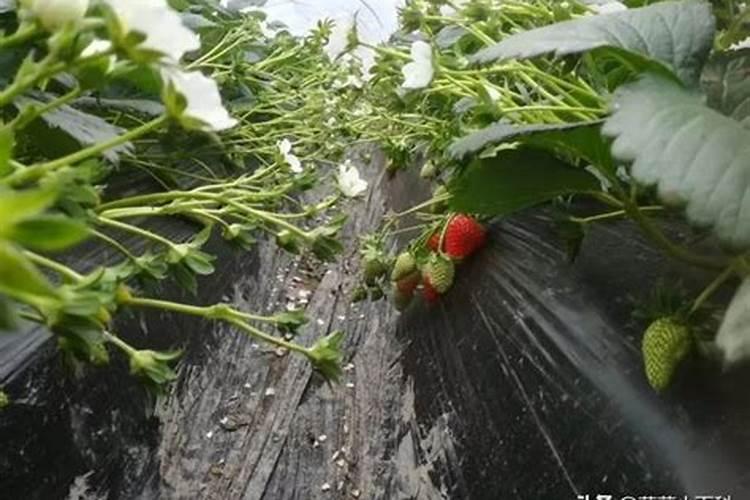 草莓不同花期的管理要点