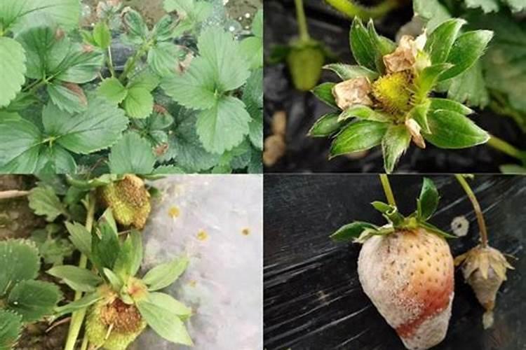 如何使用芸苔素