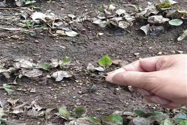 花生根腐病特效药配方,什么时候防治效果好