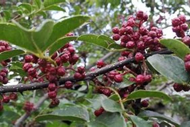 花椒花期用什么叶面肥？